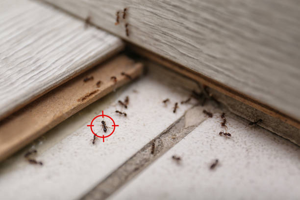 Best Cockroach Control Services  in Fremont, MI