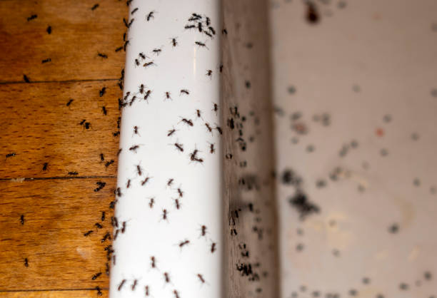 Best Pest Control Near Me  in Fremont, MI