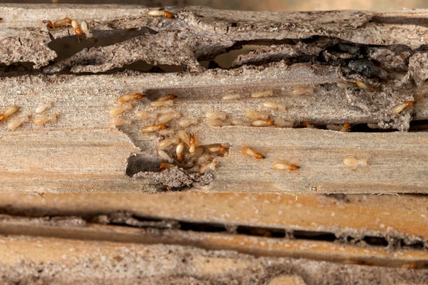 Best Wildlife Control Services  in Fremont, MI